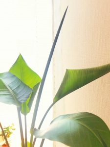 Strelitzia