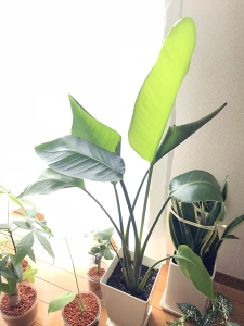 Strelitzia