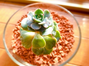 Echeveria