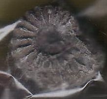 アンモナイト(アンモナイト亜綱、Ammonoidea)