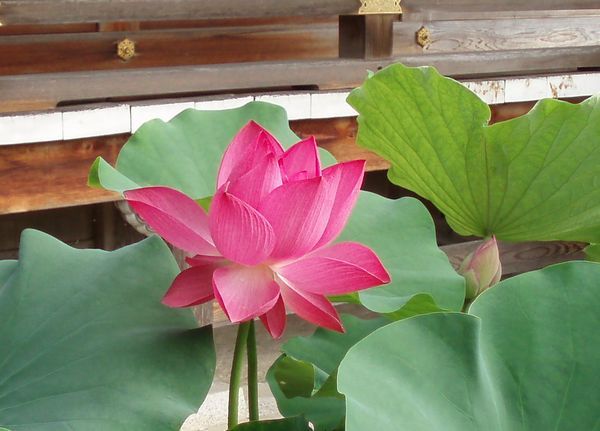 地蔵院青蓮寺の大輪の蓮の花