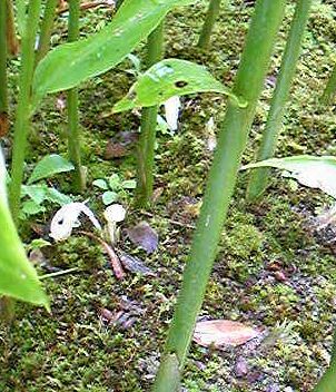 庭の茗荷(ミョウガ)と花