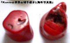 ネパール産の山珊瑚