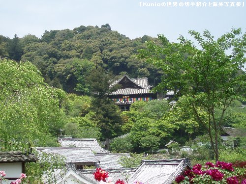 新緑の長谷寺
