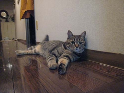ととは姫様