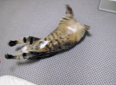 ととは姫さま