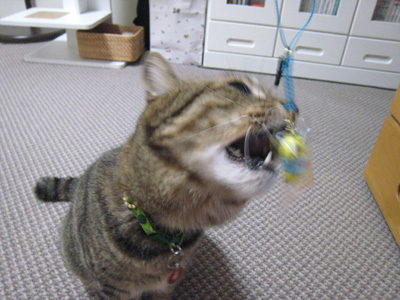 ととは姫さま