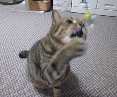 ととは姫さま