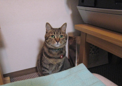 ととは姫さま