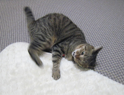 ととは姫さま