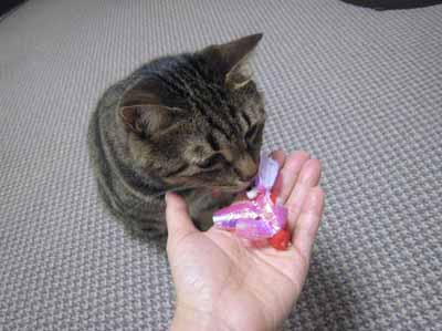 ととは姫さま