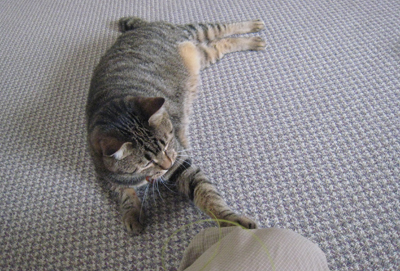 ととは姫さま
