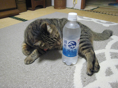 ととは姫さま