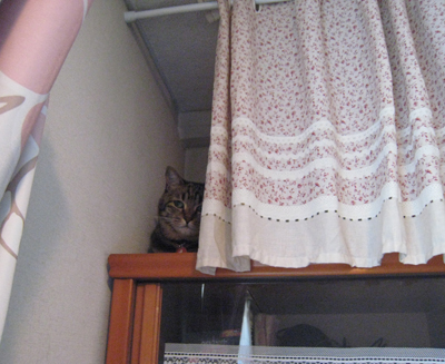 ととは姫さま