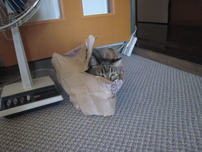 ととは姫さま