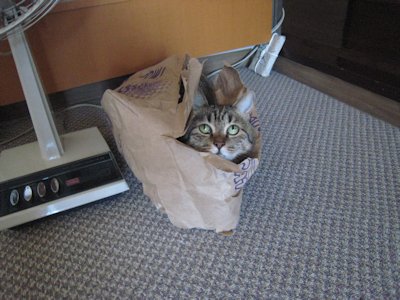 ととは姫さま