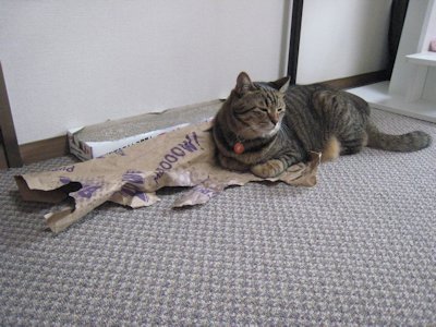 ととは姫さま