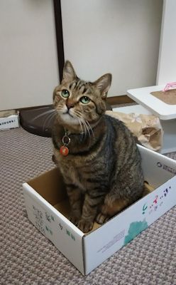 ととは姫さま