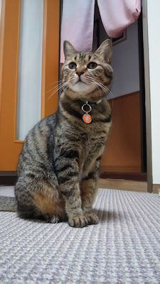 ととは姫さま