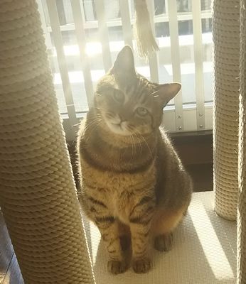 ととは姫さま