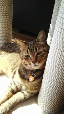 ととは姫さま