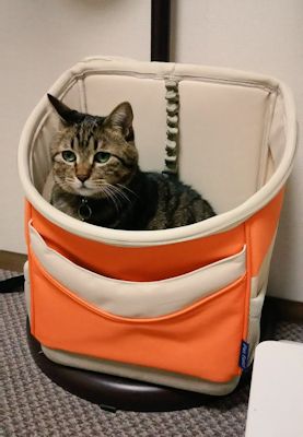 �ȤȤ�ɱ����