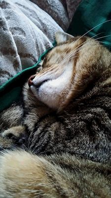 �ȤȤ�ɱ����