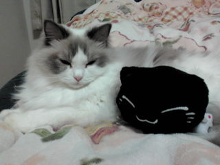 ねむねことねんね