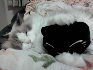 ねむねことねんね.1