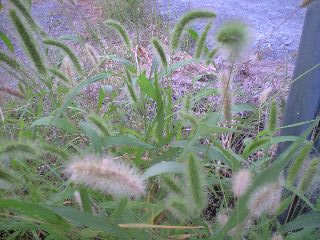 道端の草