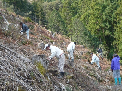 東洋町植樹