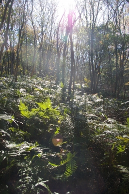 4月のアジロ山