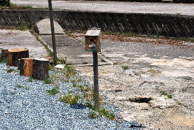 アジロの巣箱型募金箱が本当にシジュウカラの巣箱に01