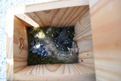 アジロの巣箱型募金箱が本当にシジュウカラの巣箱に03