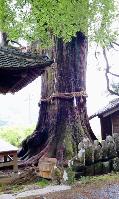 本山町の大杉01