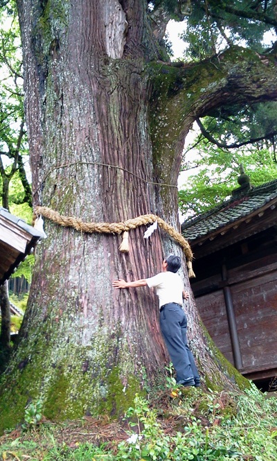本山町の大杉02