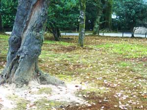 兼六園