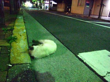 寝ころんだ猫