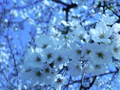 sakura