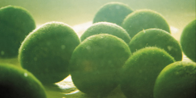 img_Marimo.jpg