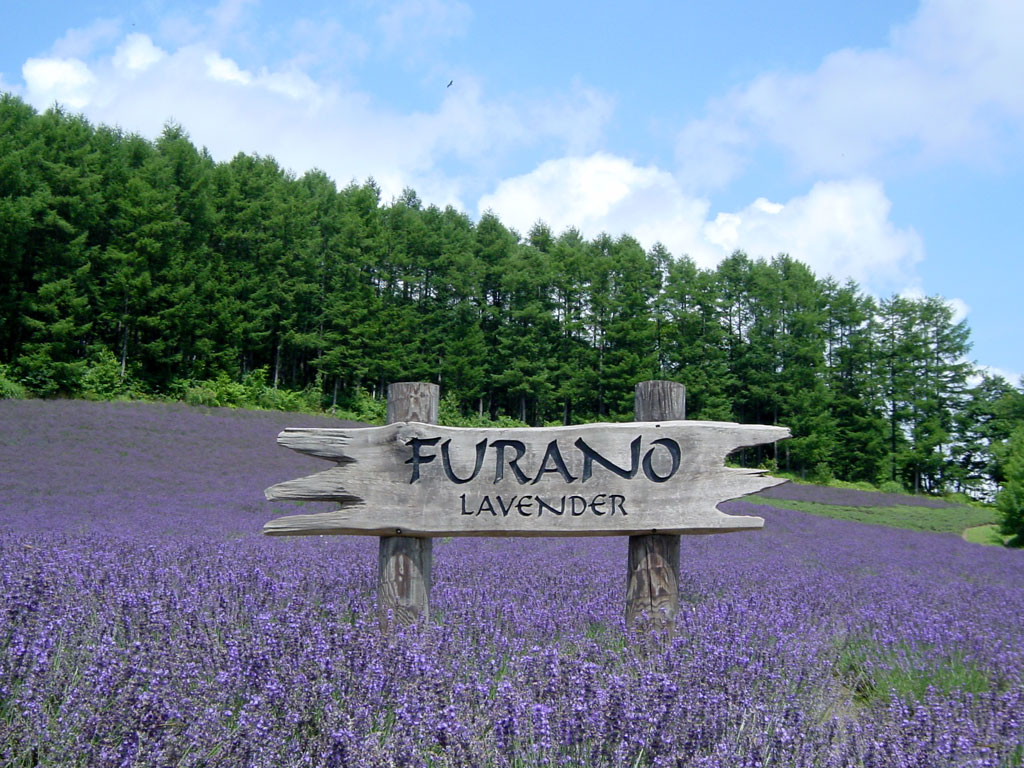 lavender1.jpg