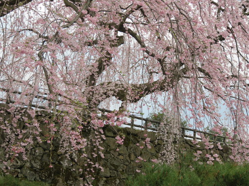 IMG_1051.jpg