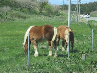 IMG_1212_R.JPG