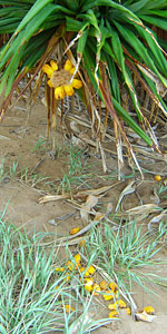 Pandanus