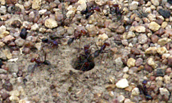 Meat Ants