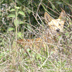 Dingo