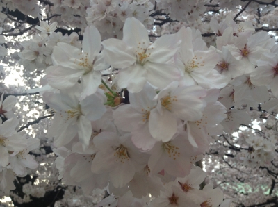桜