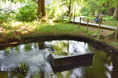 三宝寺池の湧水パワー くまころりん八起き