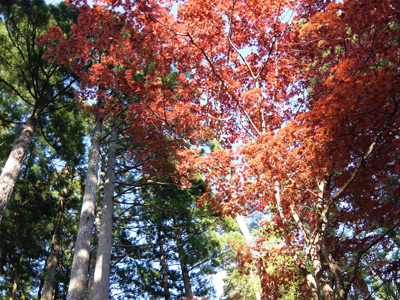 DSCF6226.JPG