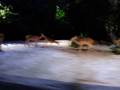 DSCF6455.JPG